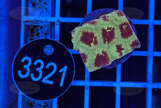 Favia | LPS Coral | WYSIWYG