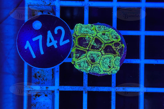 Favia | LPS Coral | WYSIWYG