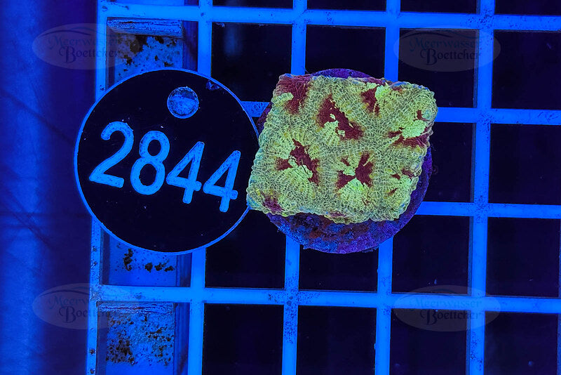 Favia | LPS Coral | WYSIWYG