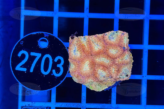 Favia | LPS Coral | WYSIWYG