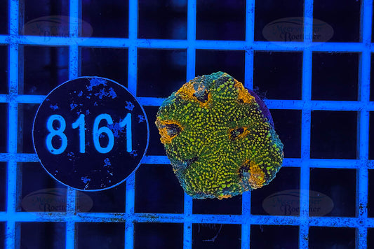 Acanthastrea echinata | LPS Coral | WYSIWYG