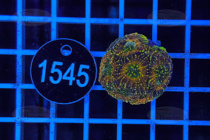 Acanthastrea echinata | LPS Coral | WYSIWYG