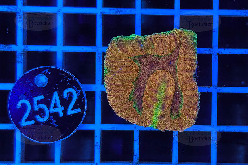 Symphyllia sp. | LPS Coral | WYSIWYG 