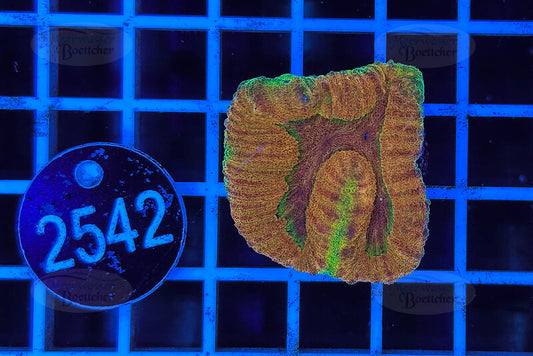 Symphyllia sp. | LPS Coral | WYSIWYG 