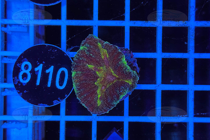 Symphyllia sp. | LPS Coral | WYSIWYG