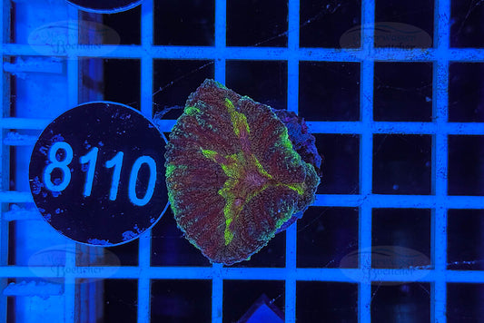 Symphyllia sp. | LPS Coral | WYSIWYG