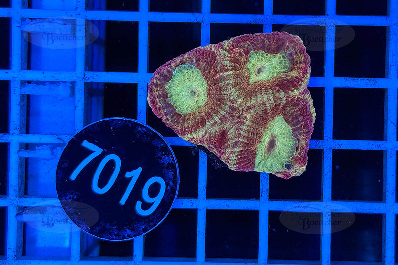 Goniastrea | LPS Coral | WYSIWYG