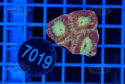 Goniastrea | LPS Coral | WYSIWYG