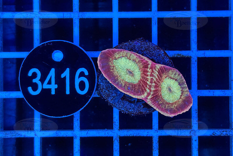 Goniastrea | LPS Coral | WYSIWYG