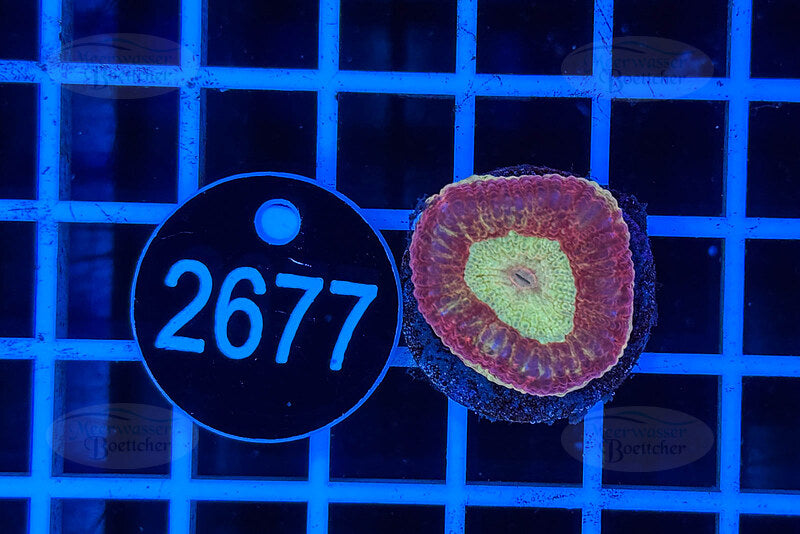 Goniastrea | LPS Koralle | WYSIWYG