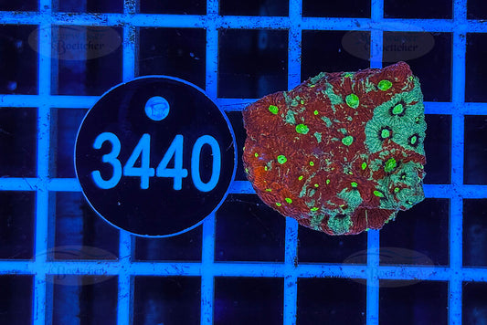 Favorites | LPS Coral | WYSIWYG