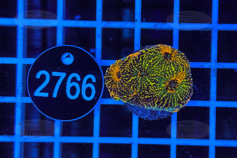 Acanthastrea echinata | LPS Coral | WYSIWYG