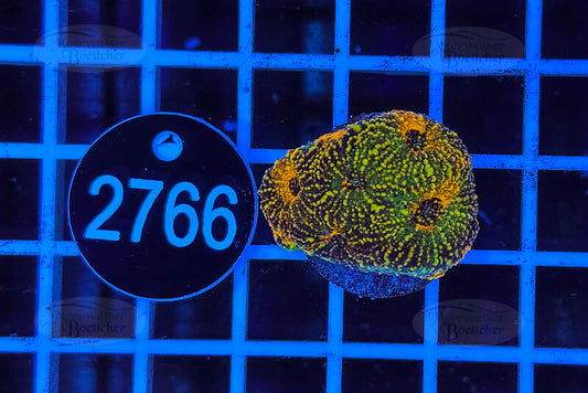 Acanthastrea echinata | LPS Coral | WYSIWYG