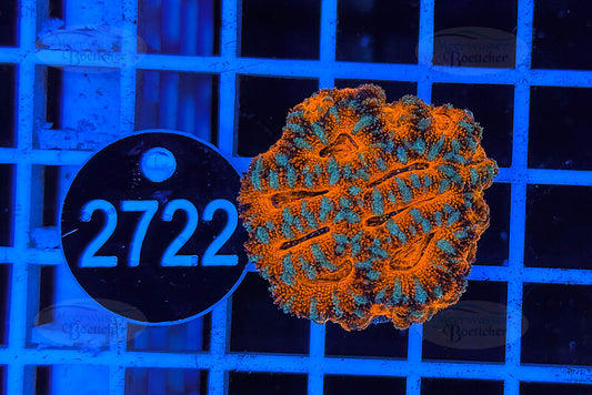 Acanthastrea lordhowensis | LPS Coral | WYSIWYG