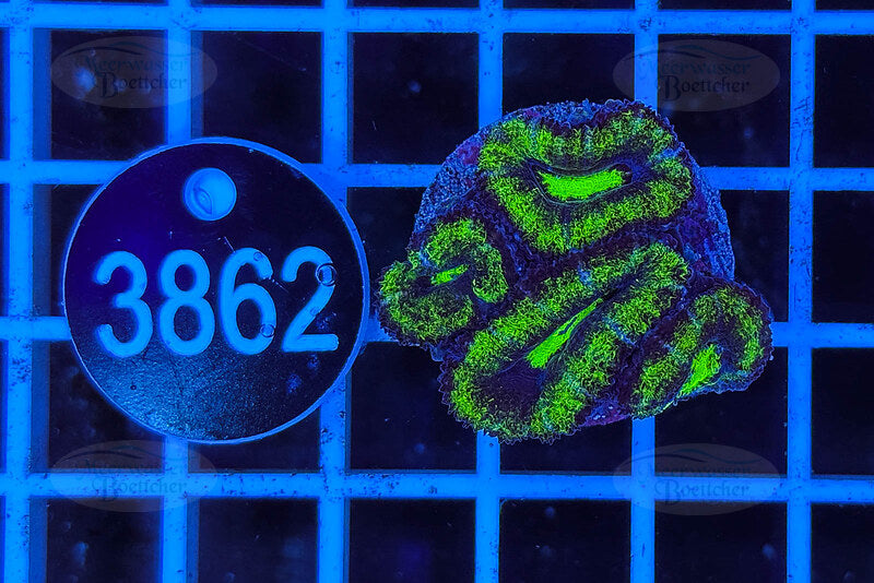 Acanthastrea lordhowensis | LPS Coral | WYSIWYG