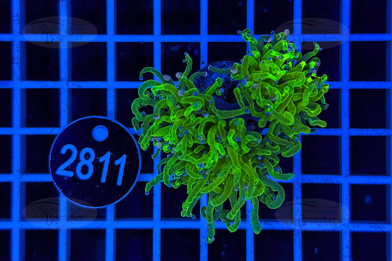 Euphyllia glabrescens | LPS Coral | WYSIWYG