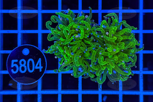 Euphyllia glabrescens | LPS Coral | WYSIWYG