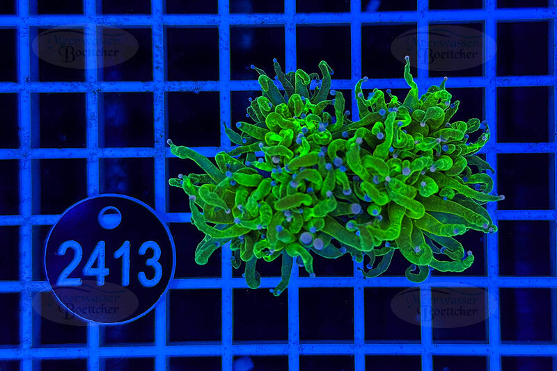 Euphyllia glabrescens | LPS Coral | WYSIWYG