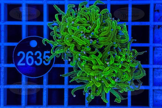Euphyllia glabrescens | LPS Coral | WYSIWYG