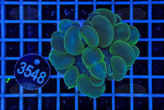 Plerogyra | LPS Coral | WYSIWYG