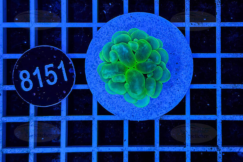 Plerogyra | LPS Coral | WYSIWYG