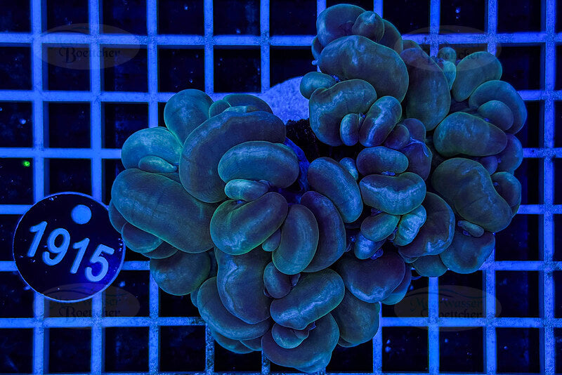 Plerogyra | LPS Coral | WYSIWYG