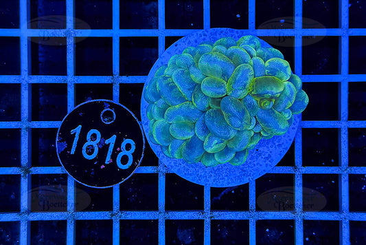 Plerogyra | LPS Coral | WYSIWYG