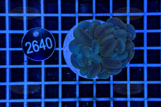 Plerogyra | LPS Coral | WYSIWYG