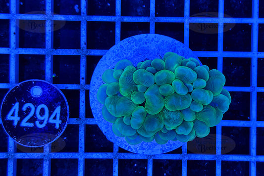 Plerogyra | LPS Coral | WYSIWYG