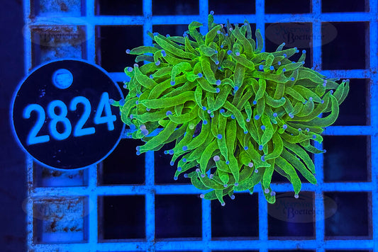 Euphyllia glabrescens | LPS Coral | WYSIWYG