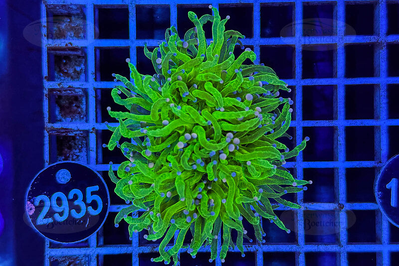 Euphyllia glabrescens | LPS Coral | WYSIWYG