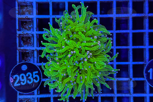 Euphyllia glabrescens | LPS Coral | WYSIWYG