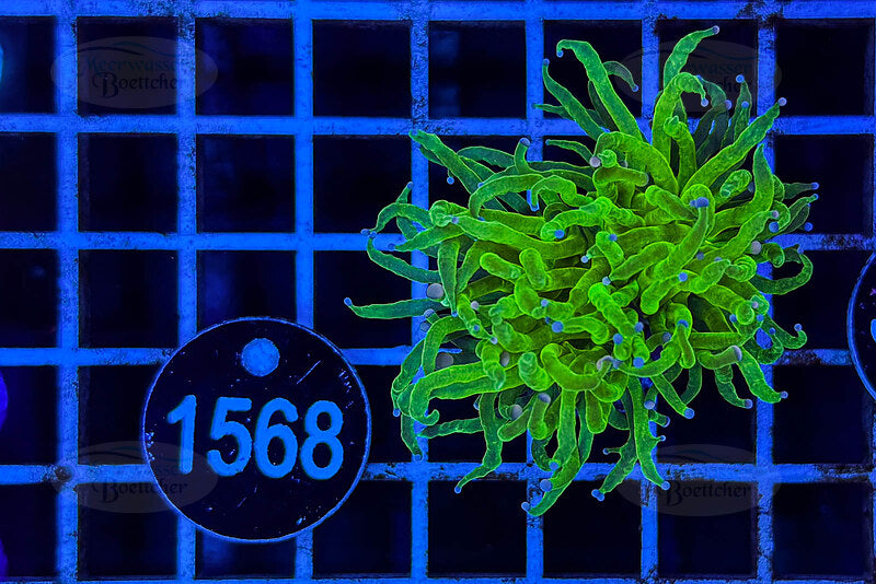 Euphyllia glabrescens | LPS Coral | WYSIWYG