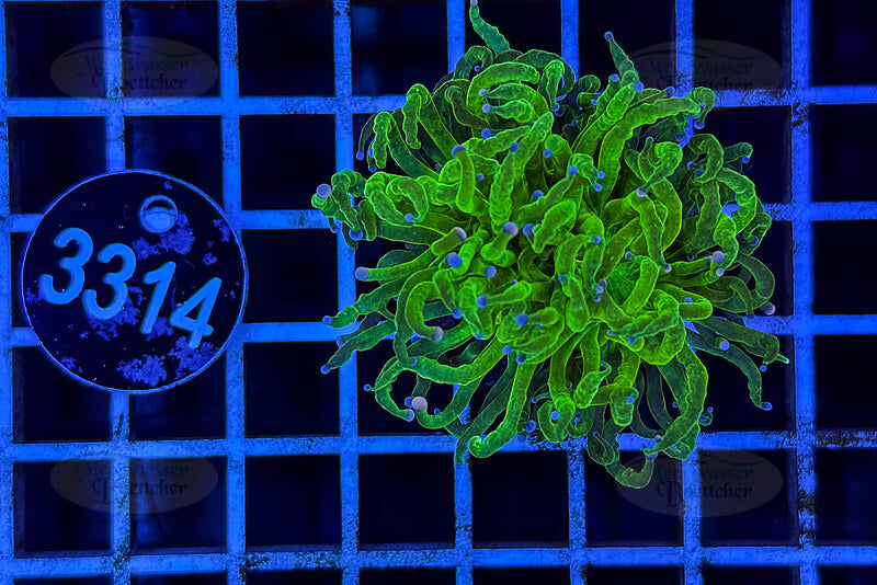 Euphyllia glabrescens | LPS Coral | WYSIWYG