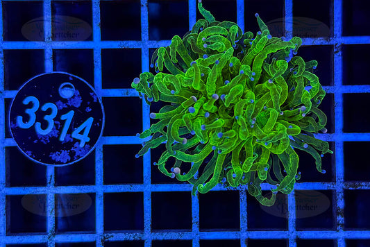 Euphyllia glabrescens | LPS Coral | WYSIWYG