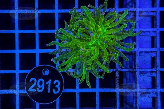 Euphyllia glabrescens | LPS Coral | WYSIWYG