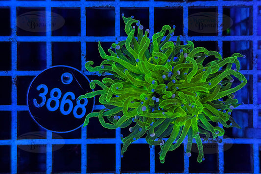 Euphyllia glabrescens | LPS Coral | WYSIWYG