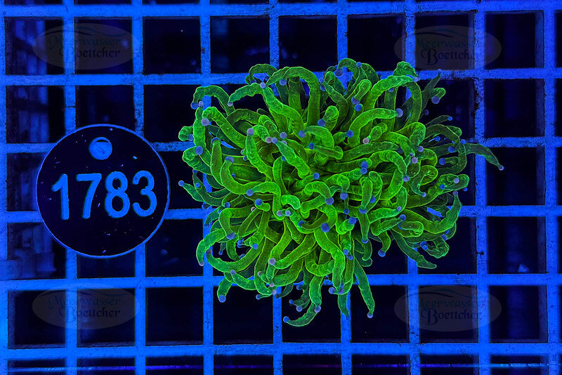 Euphyllia glabrescens | LPS Coral | WYSIWYG