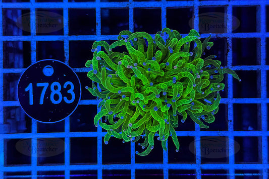 Euphyllia glabrescens | LPS Coral | WYSIWYG