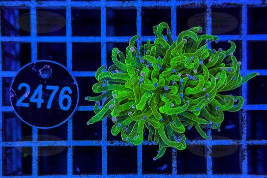 Euphyllia glabrescens | LPS Coral | WYSIWYG