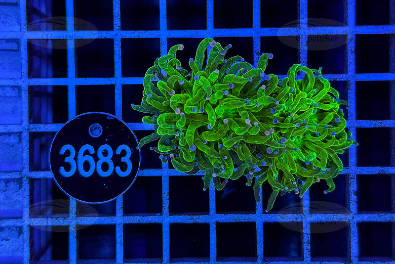 Euphyllia glabrescens | LPS Coral | WYSIWYG