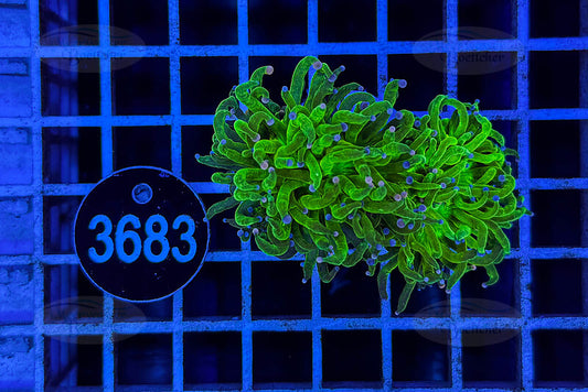 Euphyllia glabrescens | LPS Coral | WYSIWYG