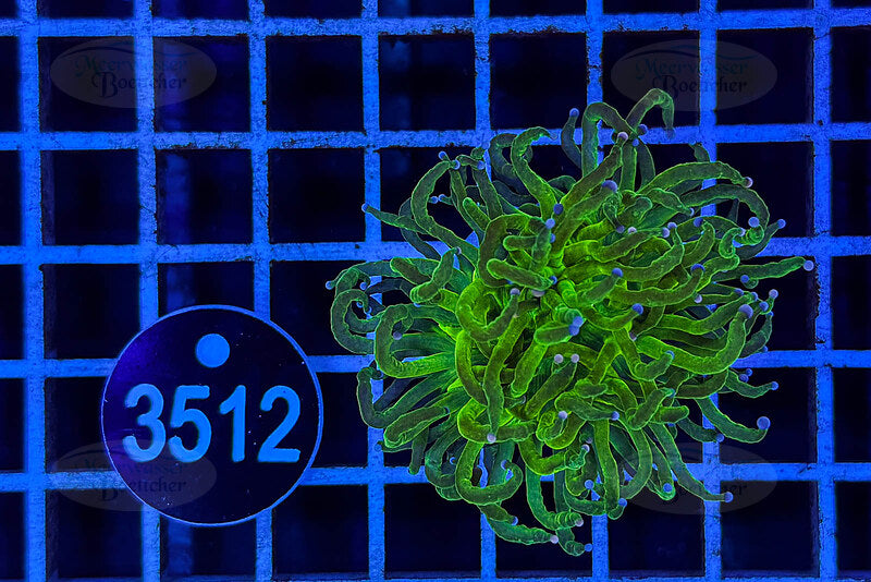 Euphyllia glabrescens | LPS Coral | WYSIWYG