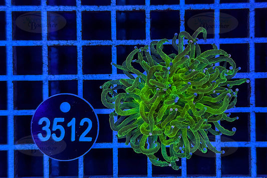 Euphyllia glabrescens | LPS Coral | WYSIWYG