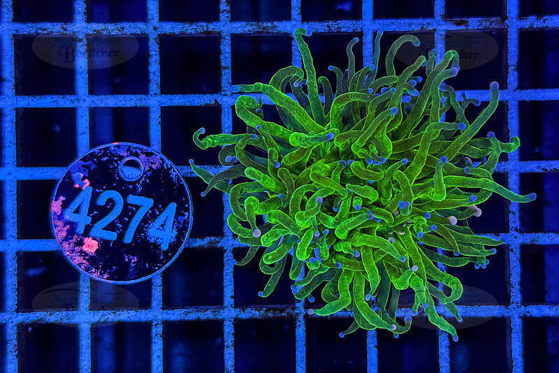 Euphyllia glabrescens | LPS Coral | WYSIWYG