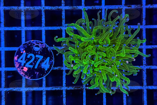 Euphyllia glabrescens | LPS Coral | WYSIWYG