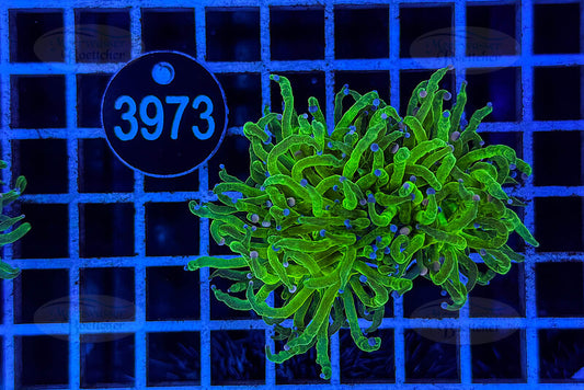 Euphyllia glabrescens | LPS Coral | WYSIWYG