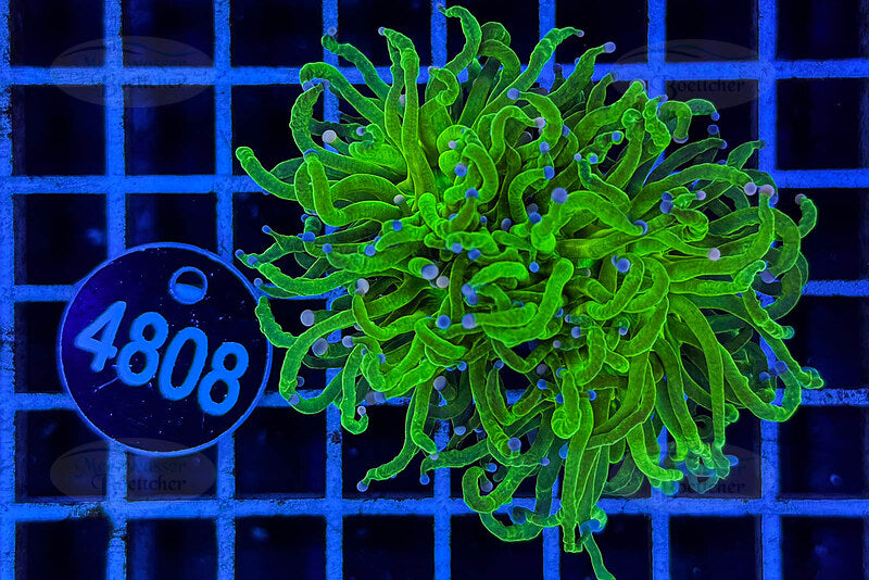 Euphyllia glabrescens | LPS Coral | WYSIWYG