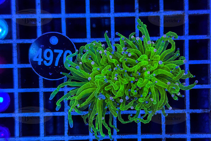 Euphyllia glabrescens | LPS Coral | WYSIWYG