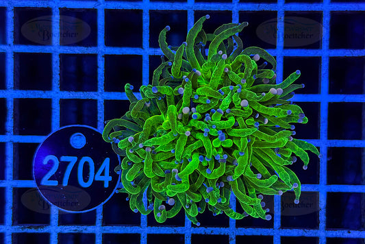 Euphyllia glabrescens | LPS Coral | WYSIWYG